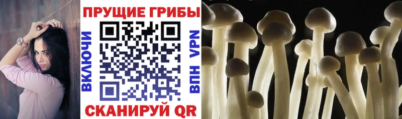 Галлюциногенные грибы Psilocybe  Купить закладки  Коркино 